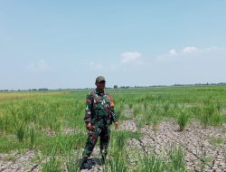 Dampak El Nino di Desa Karangharja, Babinsa Terjun Ternyata Warga Butuh Air untuk Pertanian