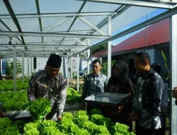 Dukung Asta Cita Presiden, Lapas Makassar Hijaukan Pembinaan Melalui Panen Selada Untuk Ketahanan Pangan Nasional