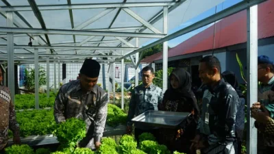 Dukung Asta Cita Presiden, Lapas Makassar Hijaukan Pembinaan Melalui Panen Selada Untuk Ketahanan Pangan Nasional
