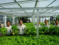 Dukung Asta Cita Presiden, Lapas Makassar Perkuat Ketahanan Pangan melalui Panen Selada Hasil Pembinaan Warga Binaan