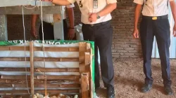 Lapas Makassar Perkuat Pembinaan Kemandirian Melalui Chick In 306 Ekor Bibit Ayam DOC