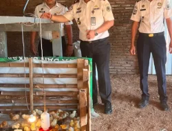 Lapas Makassar Perkuat Pembinaan Kemandirian Melalui Chick In 306 Ekor Bibit Ayam DOC